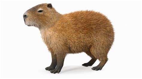 Capybara Fur 3D model - TurboSquid 1943508