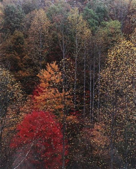 Color Of Trees Newfound Gap Road Great Smokey Mountain National Park