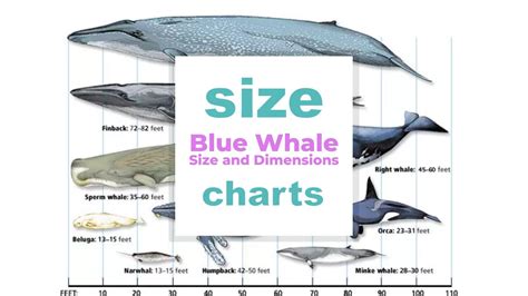 Blue Whale Size and Dimensions - Size-Charts.com - When size matters