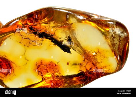 Prehistoric Fly C M Years Old Preserved In Baltic Amber From