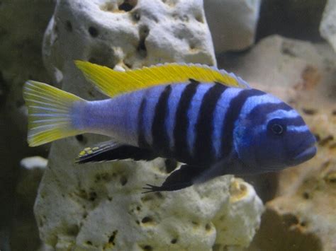 Cynotilapia Afra Jalo Reef Zooimport grossistföretag inom akvaristik