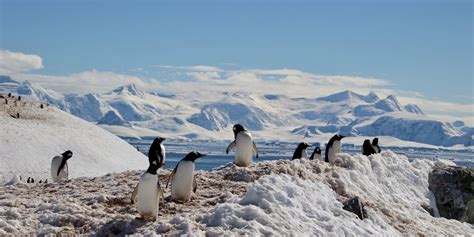 What Is The Best Wildlife Guide For Your Antarctica Cruise Swoop