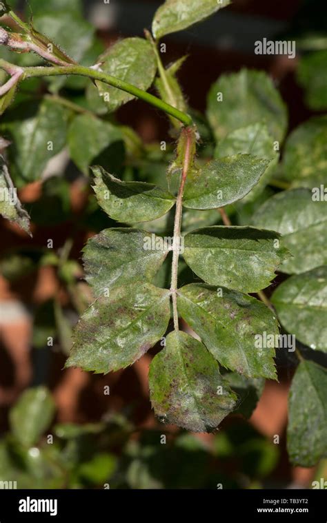 Powdery Mildew Podosphaera Pannosa Fungal Disease On Rose Leaves