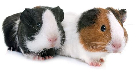 American Guinea Pig Breed Information A Complete Guide