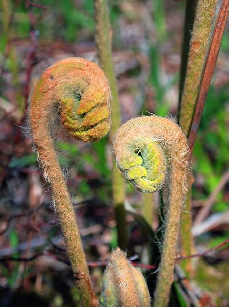 Osmundastrum Cinnamomeum Cinnamon Fern North Carolina Extension