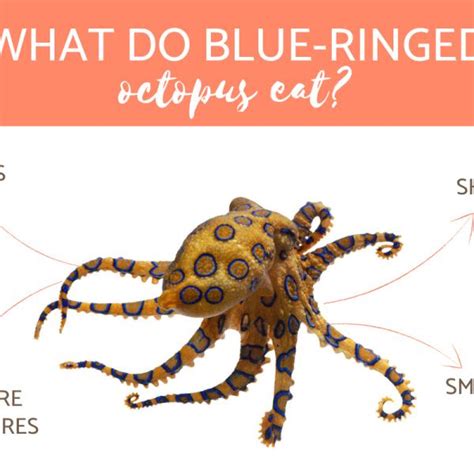 Aggregate Blue Ringed Octopus Awesomeenglish Edu Vn