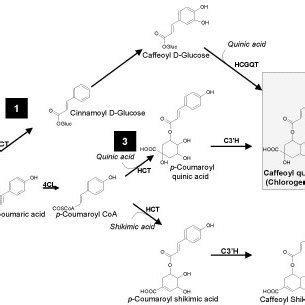 The three routes in phenylpropanoid metabolism (labelled 1, 2 and 3 ...