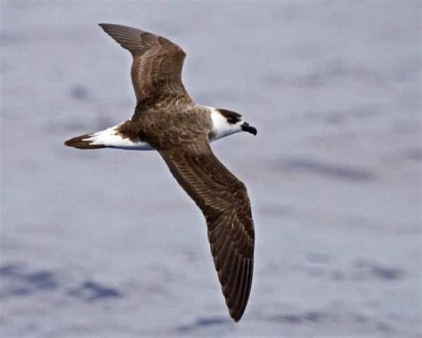 Black capped petrel - Alchetron, The Free Social Encyclopedia