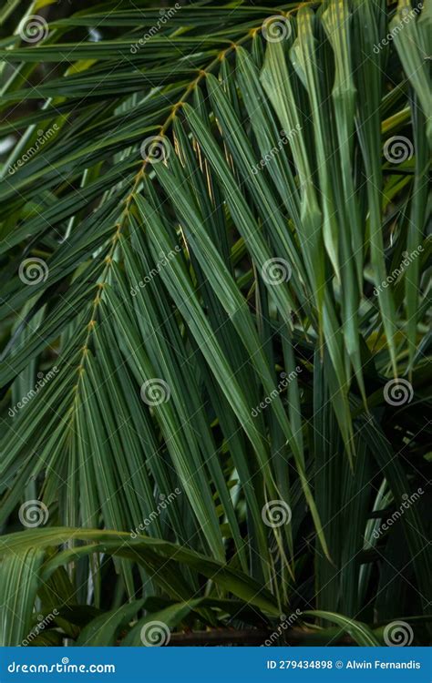 Vibrant Green Jungle Growth Stock Photo - Image of park, panorama ...