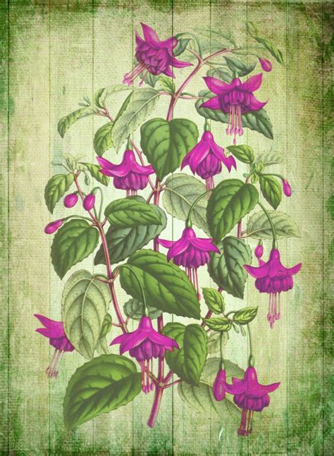 Vintage Floral Art Illustration Free Stock Photo - Public Domain Pictures