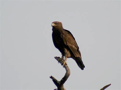 Accipitridae - eagles, hawks, kites, osprey | Wildlife Journal Junior