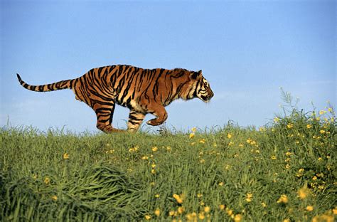 Bengal Tiger Panthera Tigris Running By Alan And Sandy Carey