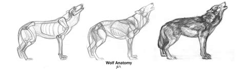 The Best 14 Anatomy Wolf Drawing Reference