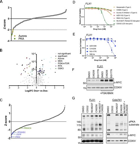 Oncogenic Pka Signaling Increases C Myc Protein Expression Through