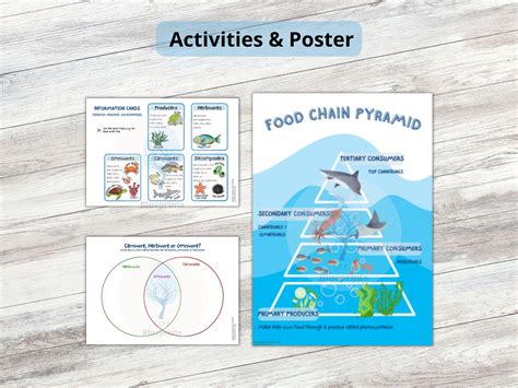 Ocean Ecosystem Food Chain