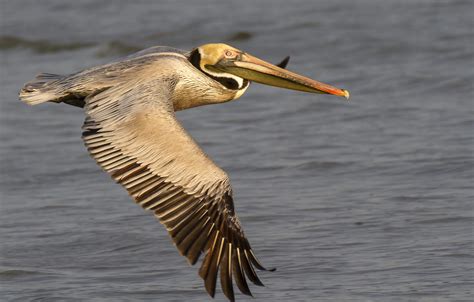 Brown Pelican Oceana