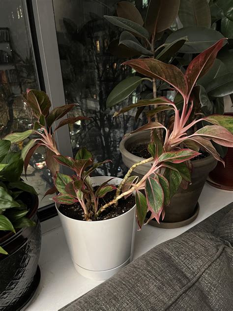 Why is my Aglaonema Siam (Chinese evergreen) dropping? : r/plantclinic
