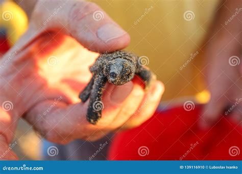 Volunteer Hand Hold Freshly Hatched Turtle, Still Covered in Sand from Nest Where it Was Few ...