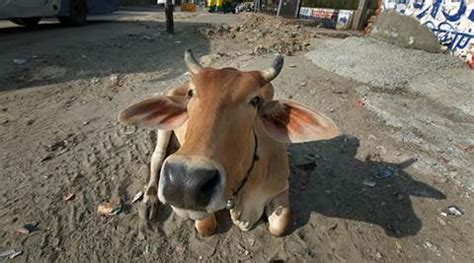 Sc To Examine Cow Vigilantism Across States Asks States And Central