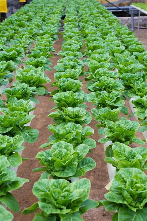 Hydroponic Butterhead Lettuce Growing in Greenhouse at Cameron H Stock ...