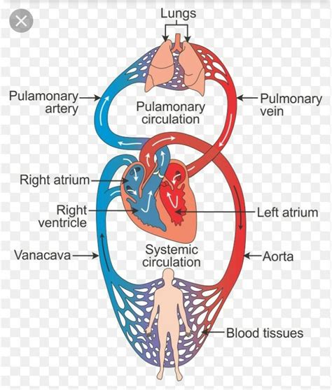 Circulation Flow Chart