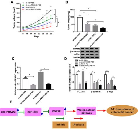 Knockdown Of Circ PRKDC Improved 5 FU Sensitivity Of CRC In Vivo Sh NC