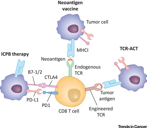 Ushering In Integrated T Cell Repertoire Profiling In Cancer Trends In