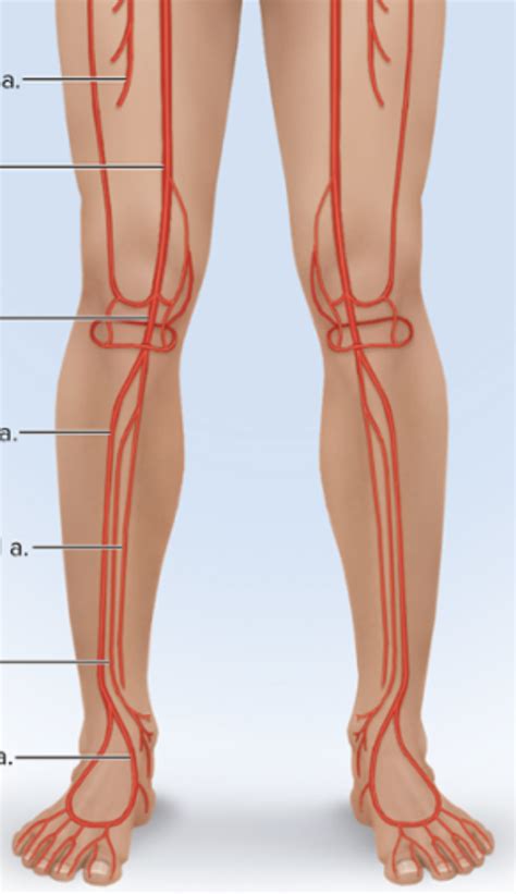 A P Lab Unit Leg Arteries Diagram Quizlet