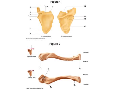 Scapula/Clavicle Labeling — Printable Worksheet