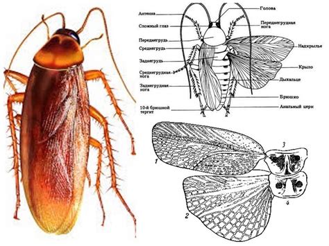 Quantas Pernas Uma Barata A Estrutura De Uma Barata