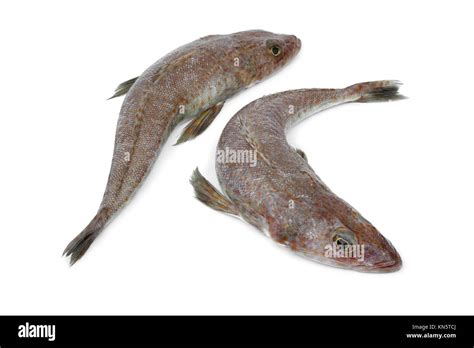 Dusky flathead hi-res stock photography and images - Alamy