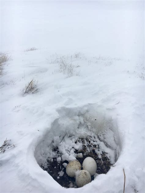 Visions From The Arctic Snowy Owl Nests