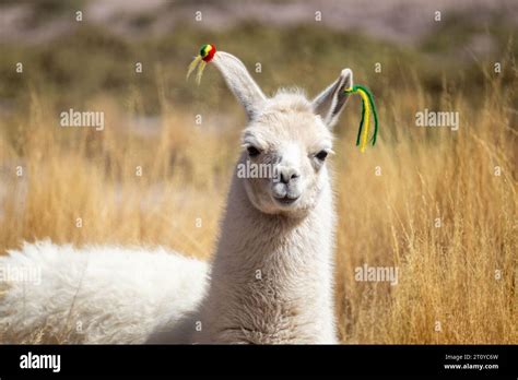 Llama habitat hi-res stock photography and images - Alamy