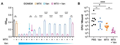 MTX And Vancomycin Synergize To Inhibit VRE In Vitro And In Vivo