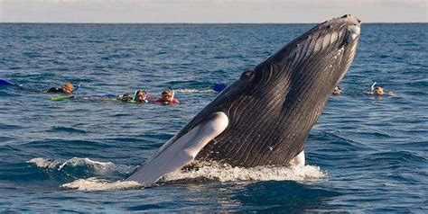 Comienza La Temporada De Observaci N De Ballenas Jorobadas En