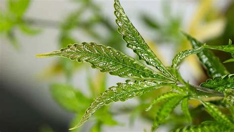 Broad Mites On Cannabis Plants Mr Grow It