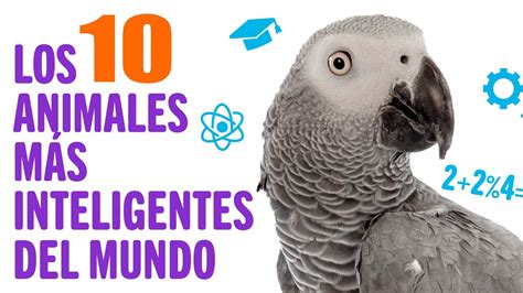 Top 10 Animales Más Inteligentes Del Mundo Mundo Animal Youtube