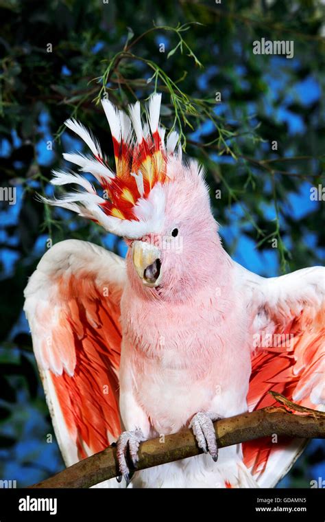 Pink Cockatoo