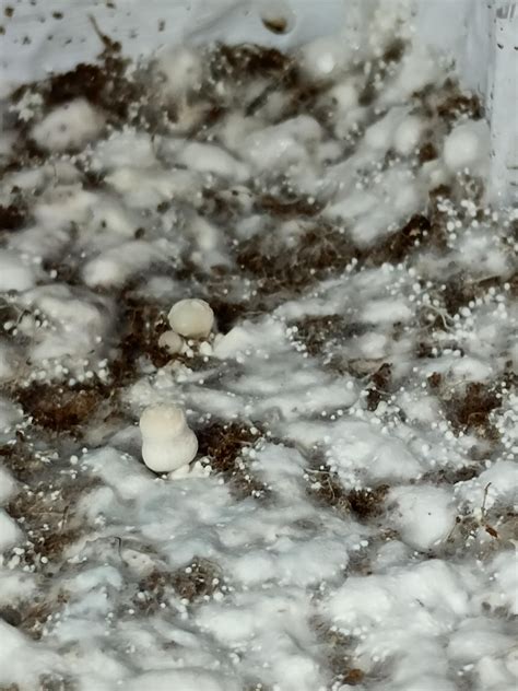 [Actives] Albino Avery Pins : r/MushroomGrowers