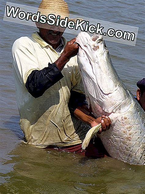 Amazing Arapaima 아마존에서 가장 큰 물고기의 사진 2024 동물