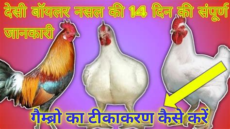 गमबर क टककरण कस कर desi murgi palan boiler poultry farming