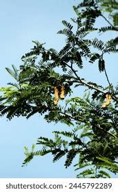 2,144 Tamarindus Indica Leaves Images, Stock Photos, 3D objects ...