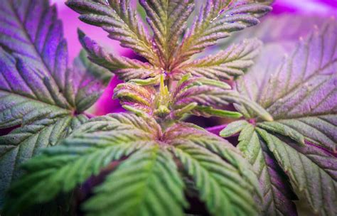 How Resilient Are Cannabis Plants Premium Cultivars