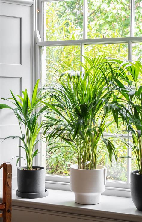 The Best Houseplants That Clean The Air For A Healthier Home Livingetc