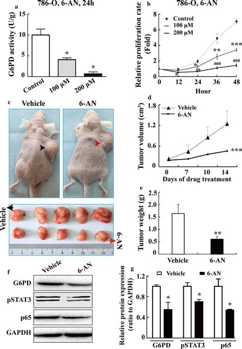 G6pd Activity Inhibition Attenuated The Growth Of Ccrcc Cells Both In