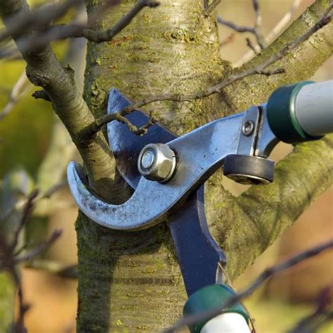 Proper Tree Trimming Pruning