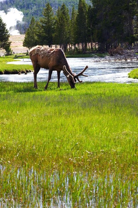 Elk in yellowstone stock photo. Image of river, yellowstone - 6652470