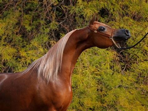 LArabe La tête dun cheval Arabe au modèle Horses Beautiful