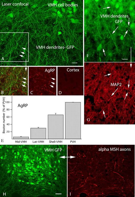 Agouti Related Peptide And Mc Receptor Agonists Both Inhibit