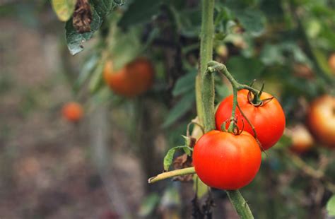 Companion Plants for Tomatoes